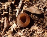 Peziza vesiculosa image