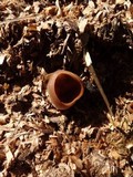 Peziza vesiculosa image