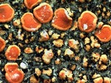 Caloplaca arenaria image