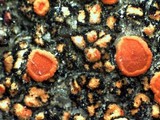 Caloplaca arenaria image