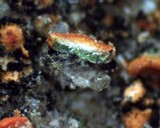 Caloplaca arenaria image