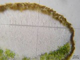 Caloplaca subsoluta image