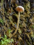 Pseudolaccaria pachyphylla image