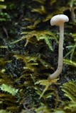 Pseudolaccaria pachyphylla image