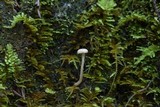 Pseudolaccaria pachyphylla image