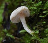 Pseudolaccaria pachyphylla image