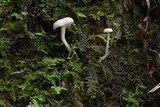Pseudolaccaria pachyphylla image