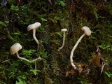 Pseudolaccaria pachyphylla image