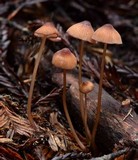 Mycena sanguinolenta image