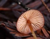 Mycena sanguinolenta image