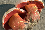 Boletus rubrosanguineus image