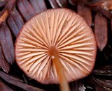 Mycena sanguinolenta image