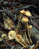Mycena sanguinolenta image