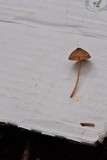 Mycena sanguinolenta image