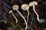 Pseudolaccaria pachyphylla image
