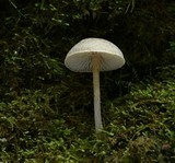 Pseudolaccaria pachyphylla image