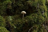 Pseudolaccaria pachyphylla image