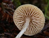 Pseudolaccaria pachyphylla image