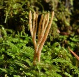 Aphelaria tuberosa image