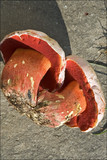 Boletus rubrosanguineus image