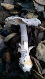 Amanita protecta image