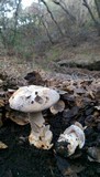 Amanita protecta image