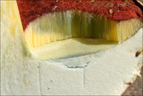 Boletus rubrosanguineus image
