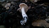 Hygrophorus roseobrunneus image