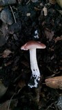 Hygrophorus roseobrunneus image