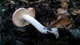 Hygrophorus roseobrunneus image