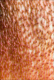 Boletus rubrosanguineus image