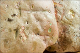 Boletus rubrosanguineus image