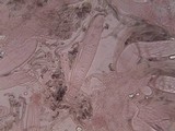Geoglossum fallax image