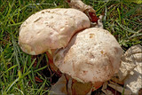 Boletus rubrosanguineus image