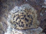 Porpidia macrocarpa f. macrocarpa image