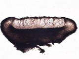 Porpidia macrocarpa f. macrocarpa image