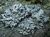 Phaeophyscia orbicularis image