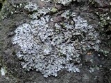 Phaeophyscia orbicularis image