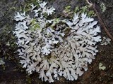 Phaeophyscia orbicularis image