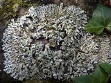 Phaeophyscia orbicularis image