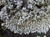Phaeophyscia orbicularis image