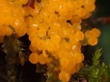 Byssonectria fusispora image