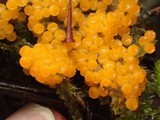 Byssonectria fusispora image