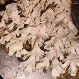 Heterodermia obscurata image