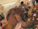 Boletus michoacanus image