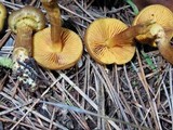 Cortinarius croceus image
