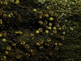 Physarum viride var. viride image
