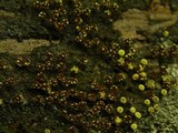 Physarum viride var. viride image