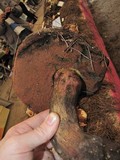 Boletus michoacanus image