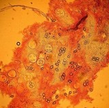 Tuber californicum image